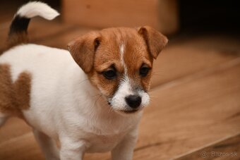 Jack Russell Terrier fena - 3