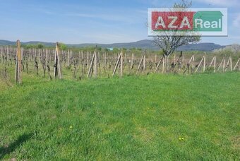 Vinica v Modre je na predaj-5739m2 - 3