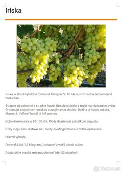 Predám sadenice viniča - 3