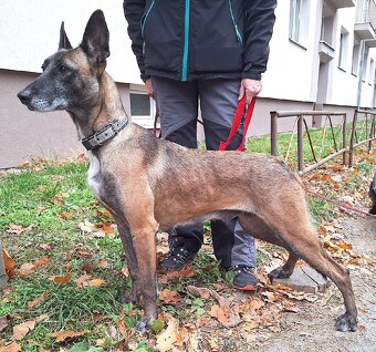 Fenka, ~5 rokov, vhodná iba pre skúseného majiteľa. - 3