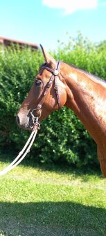3 letý valach QH - 3