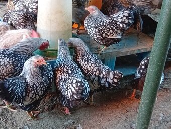 Predam wyandotky zdrobnela. - 3