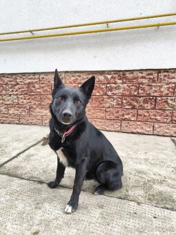 Darujeme krizenca menom Ghosty - 3