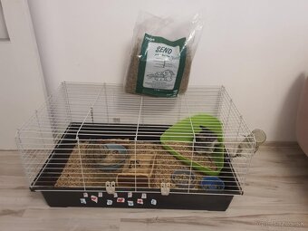 Chinchilla Cincila - 3