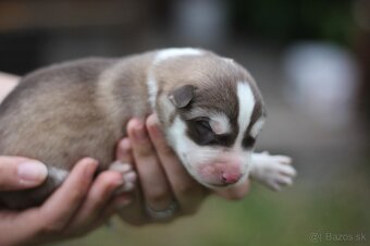 Predám krásne zdravé šteniatka Sibírsky Husky - 3