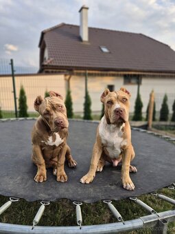 American bully XL - 3