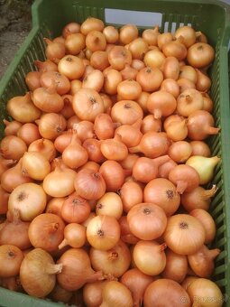 Domáca cibuľa , mrkva a petržlen - 3