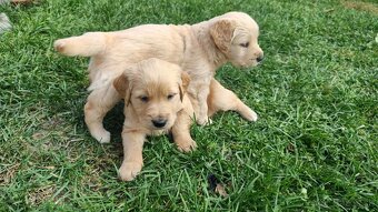Golden-Zlatý retriever šteniatka - 3