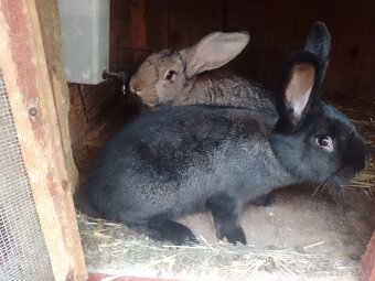 Predaj králikov v mäse alebo živých - 3