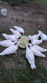 Pižmové kačice – biele barbarianky, voľný výbeh - 3