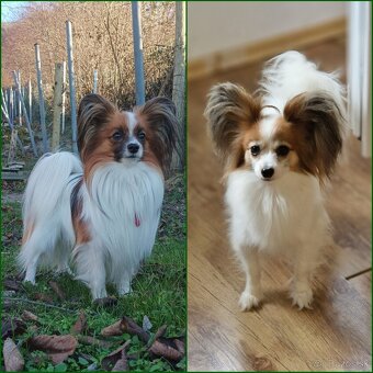 Papillon šteniatko - 3