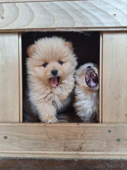 Pomeranian,pomerian špic - 3