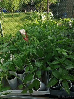 predám priesady , planty paprik , uhoriek . - 3