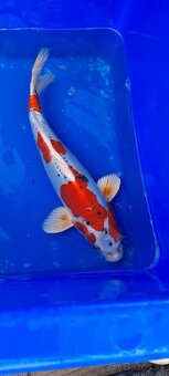 Koi Kapre - 3