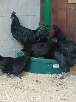 Ayam Cemani trio - 3