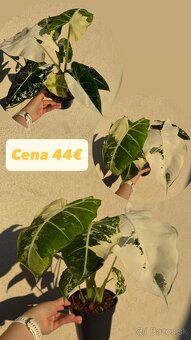 Alocasia Frydek Variegata - 3