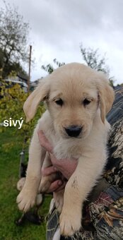 Šteniatka zlatý retriever - 3