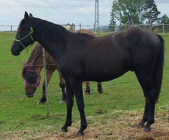 Lusitano x Welsh B - 3