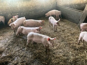 Dochov ošípaných - 3