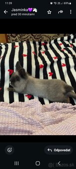 Zajačik Sky 💝 - 3