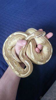 Pyton python regius kráľovský - 3