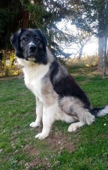 Rumunský ovčiak karpatin - 3