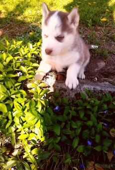 Sibirsky husky hasky - 3
