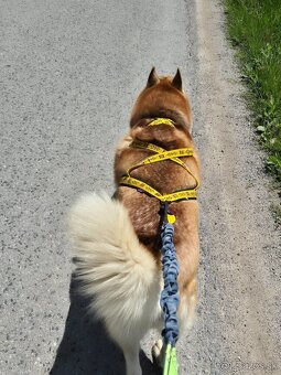 Sibírsky husky bez pp - 3