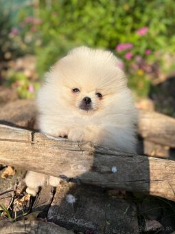 Pomeranian - 3