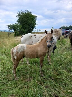 Appaloosa - 3