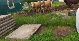 BETÓNOVÉ PANELY – LACNÉ, PEVNÉ, IHNEĎ K ODBERU - 3