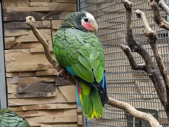 Amazoňan Kubánsky 1.0 - 3