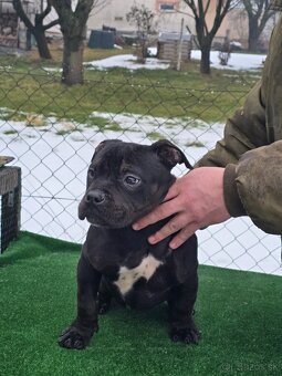 American bully Štandard - 3