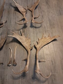 Zhody, parožie,trofej - 3