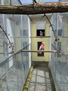 Kakadu ružový lutino - 3