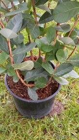 Brazílska guajava-Acca sellowiana - 3