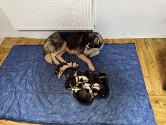 Prodám krásné štěňátka sibiřský husky k rezervací - 3