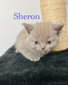 Škótske Rovnouché/Klapouché mačiatká(Scottish Fold/Straight) - 3
