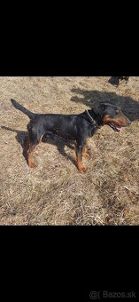 Jagdterrier - 3