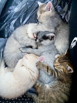 Darujem mačiatka - 3