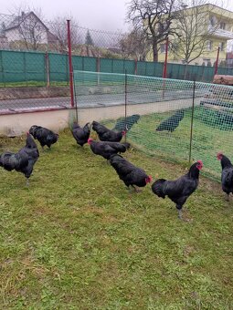 Australorpka velká čierna - 3