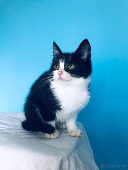 VIOLET SI HĽADÁ DOMOV VO VNÚTRI - 3