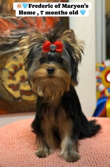Yorkshire Terrier, Mini Yorkshire, yorki, jorksir - 3