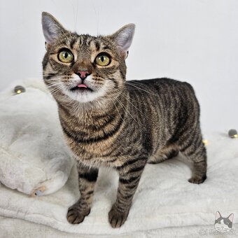 Očarujúca mačička ZOJKA hľadá domov - 3