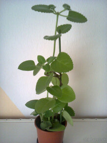 Orchidea - 3