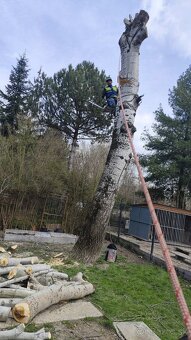 Výrub stromov a orez /frézovanie pňov - 3