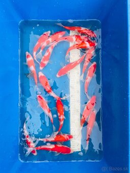 Koi kapor - 3