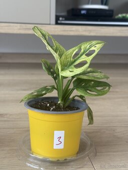 Monstera adansonii variegata - 3