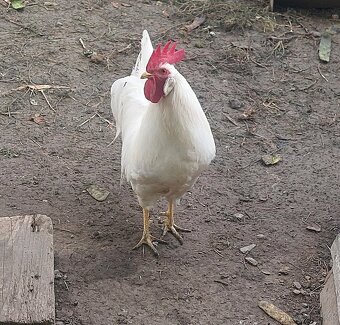kohut leghorn - 3