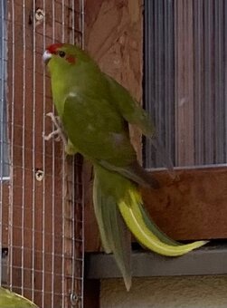 Kakariky - 3